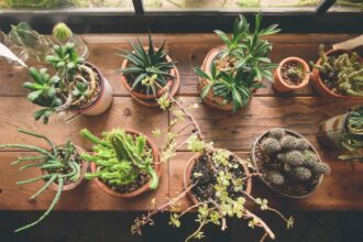 Houseplant Based on Your Zodiac