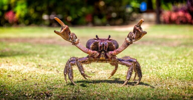 Cancer the Starry Crab in the Zodiac Sea, crab walking, crab defense mode, crab in grass