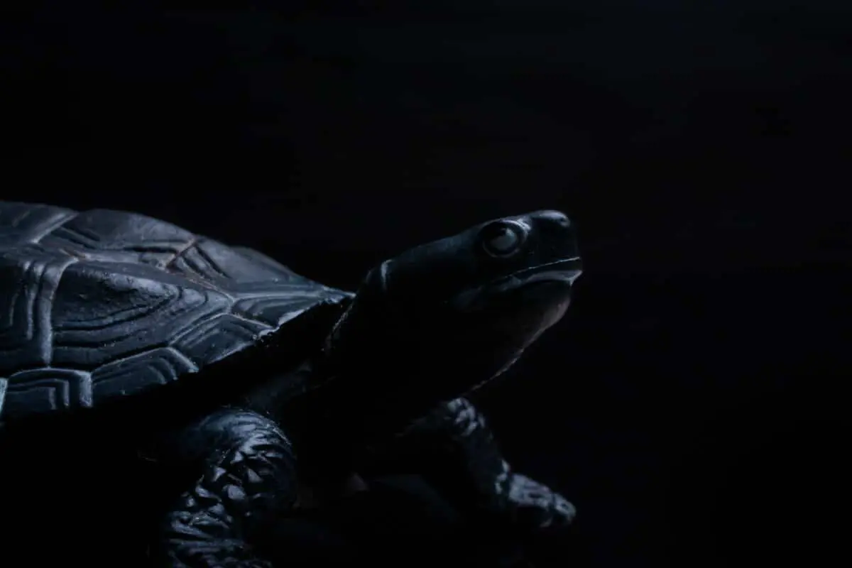 Feng Shui Black Tortoise