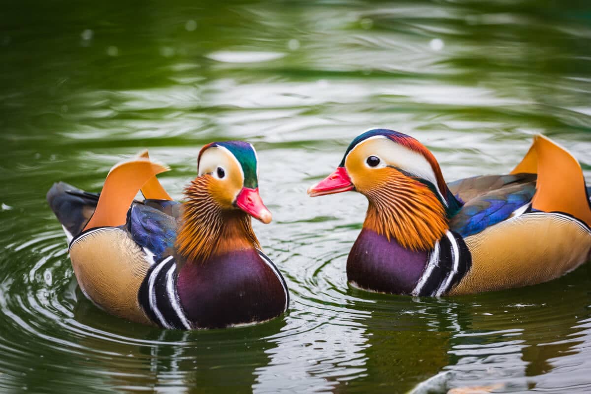 Feng Shui Mandarin Ducks How To Use Them For Love And Marriage 