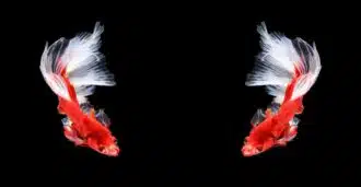 Meaning of Twin Flame