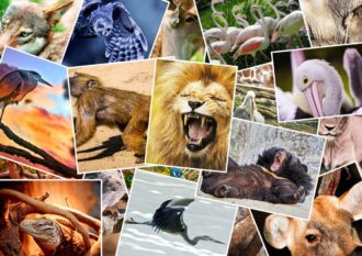 How the Major Arcana is Associated with Animals