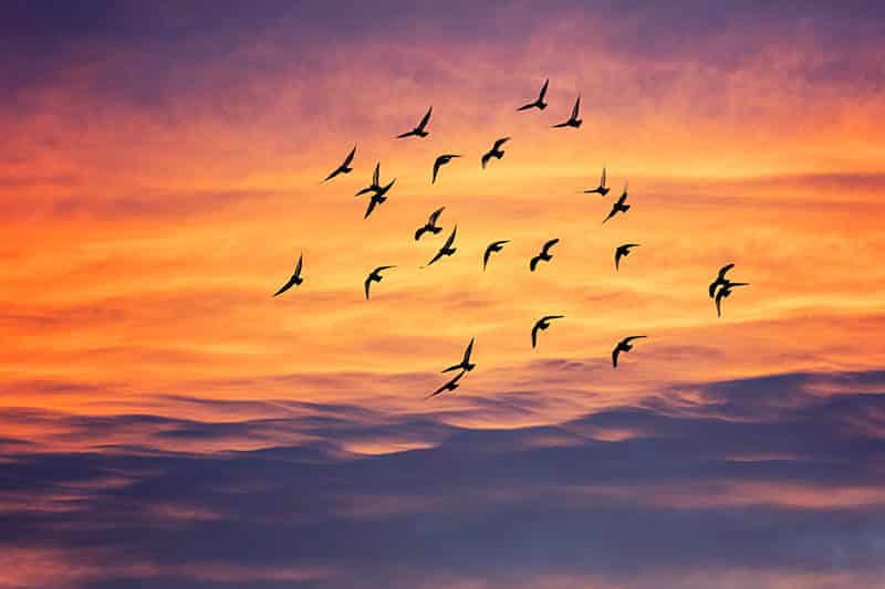 Secret Messages from the Birds Connected to Your Zodiac Sign