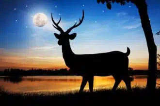 The July Full Moon – The Buck Moon in Capricorn