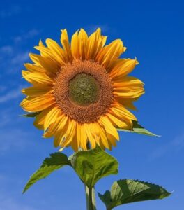 Summer Solstice, Reincarnation and The Sun Card - Sunflower