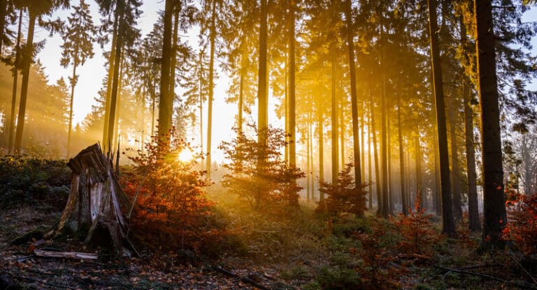 How To Celebrate The Autumn Equinox Based On Your Sun Sign