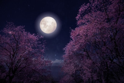 The May Full Moon_The Flower Moon in Scorpio