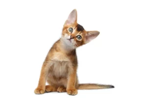 Emotional Support Cat Abyssinian