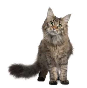 Emotional Support Cat Maine Coon