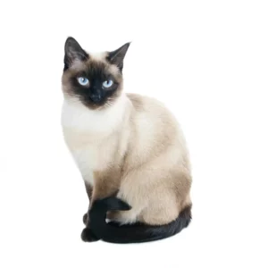 Emotional Support Cat Siamese