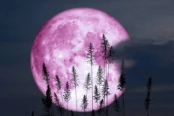 Pink Moon of April 2024: Embrace the Glow!