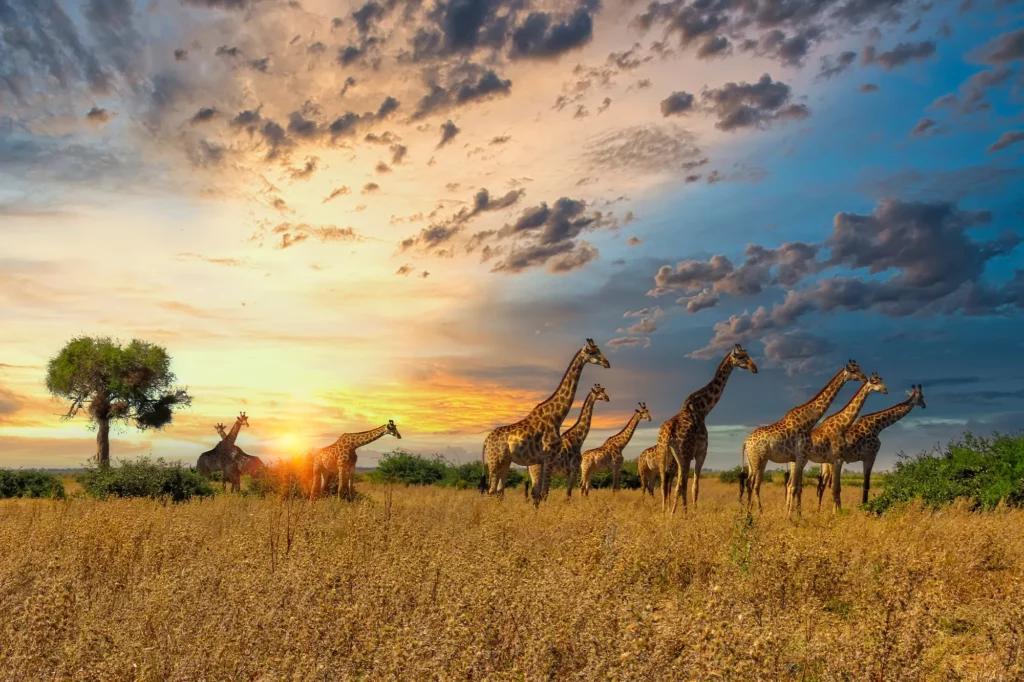 Serengeti National Park, Tanzania