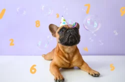 Numerology and Pets: What Your Pet’s Name Reveals About Them