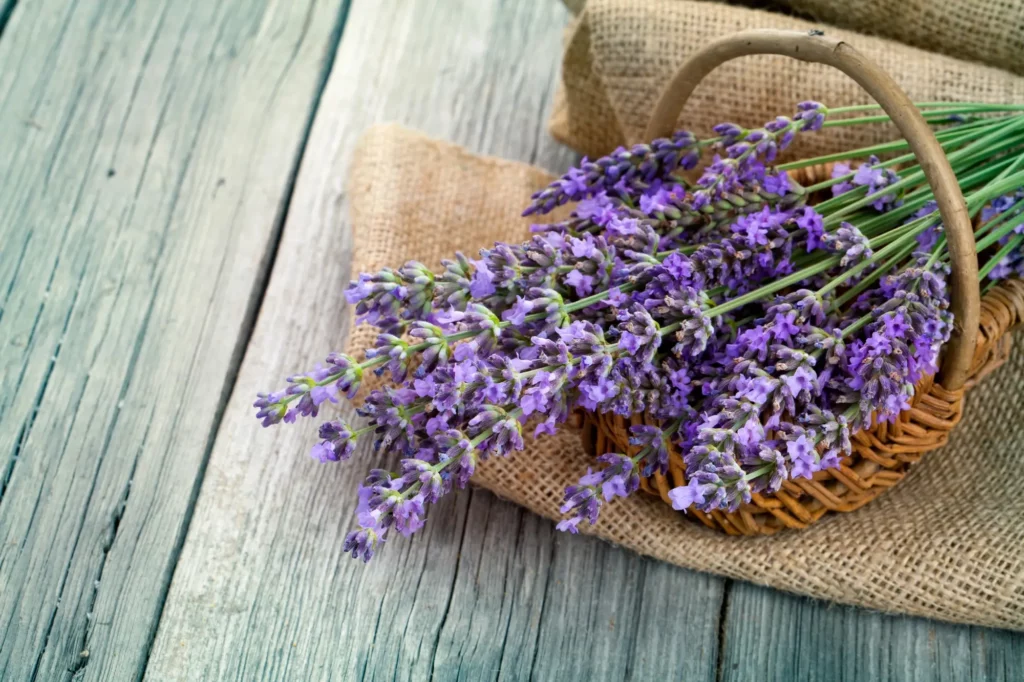 lavender-esoteric-plant