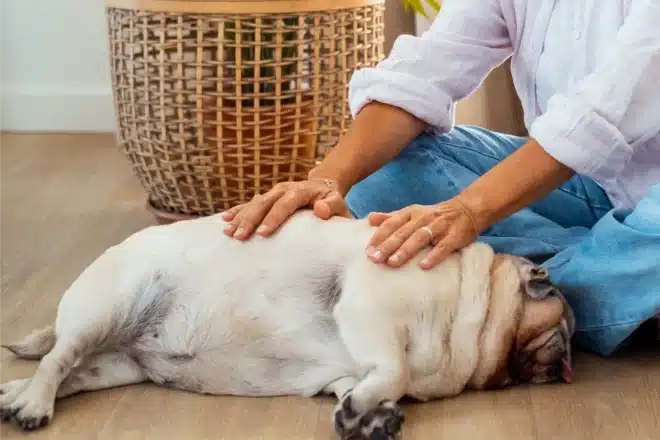 Balance and Heal Your Beloved Pets' Energy with Animal Reiki