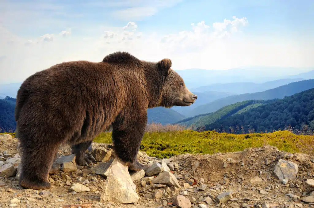 montaña-oso-negro