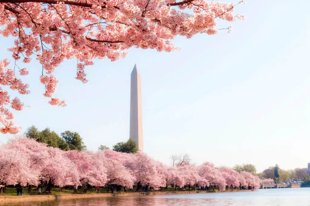 national-cherry-blossom-festival-washington