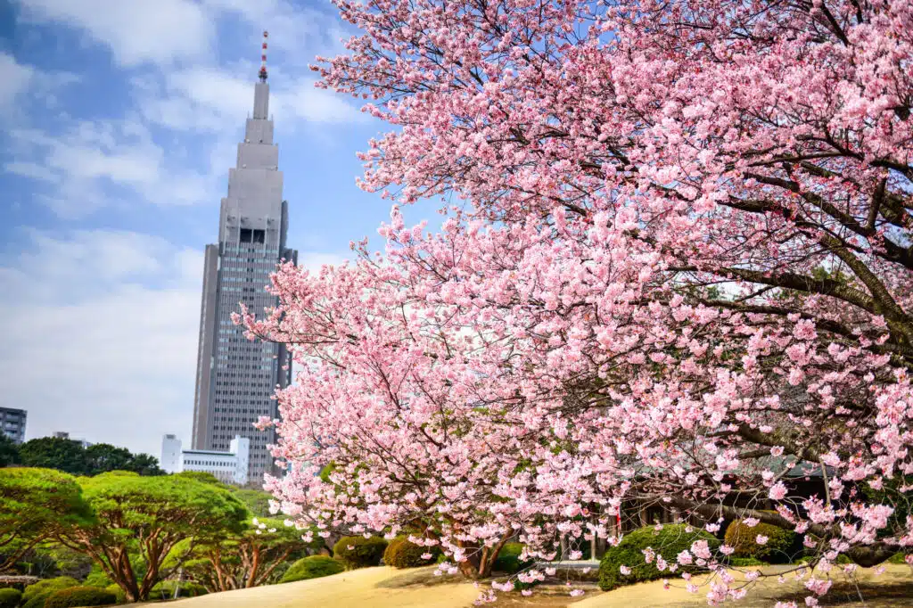 shinjuku-gyoen-sakura-hanami