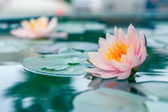 loving-without-attachment-lotus